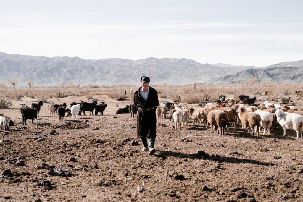 ethnic nomad man walking with sheep in steppe
