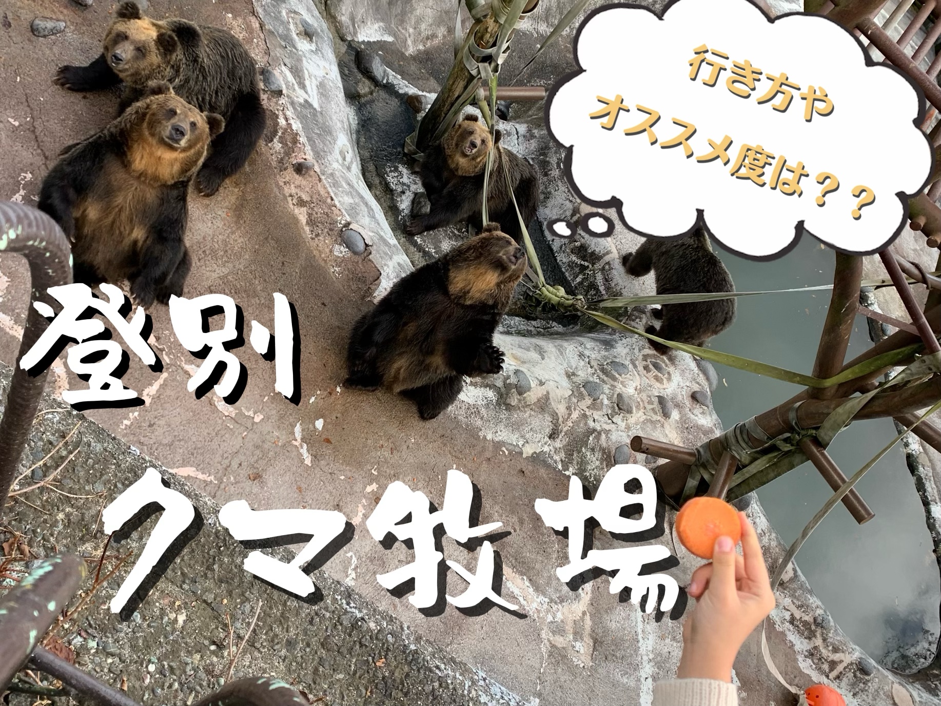【子連れ北海道】熊にエサをあげれるクマ牧場【登別クマ牧場】