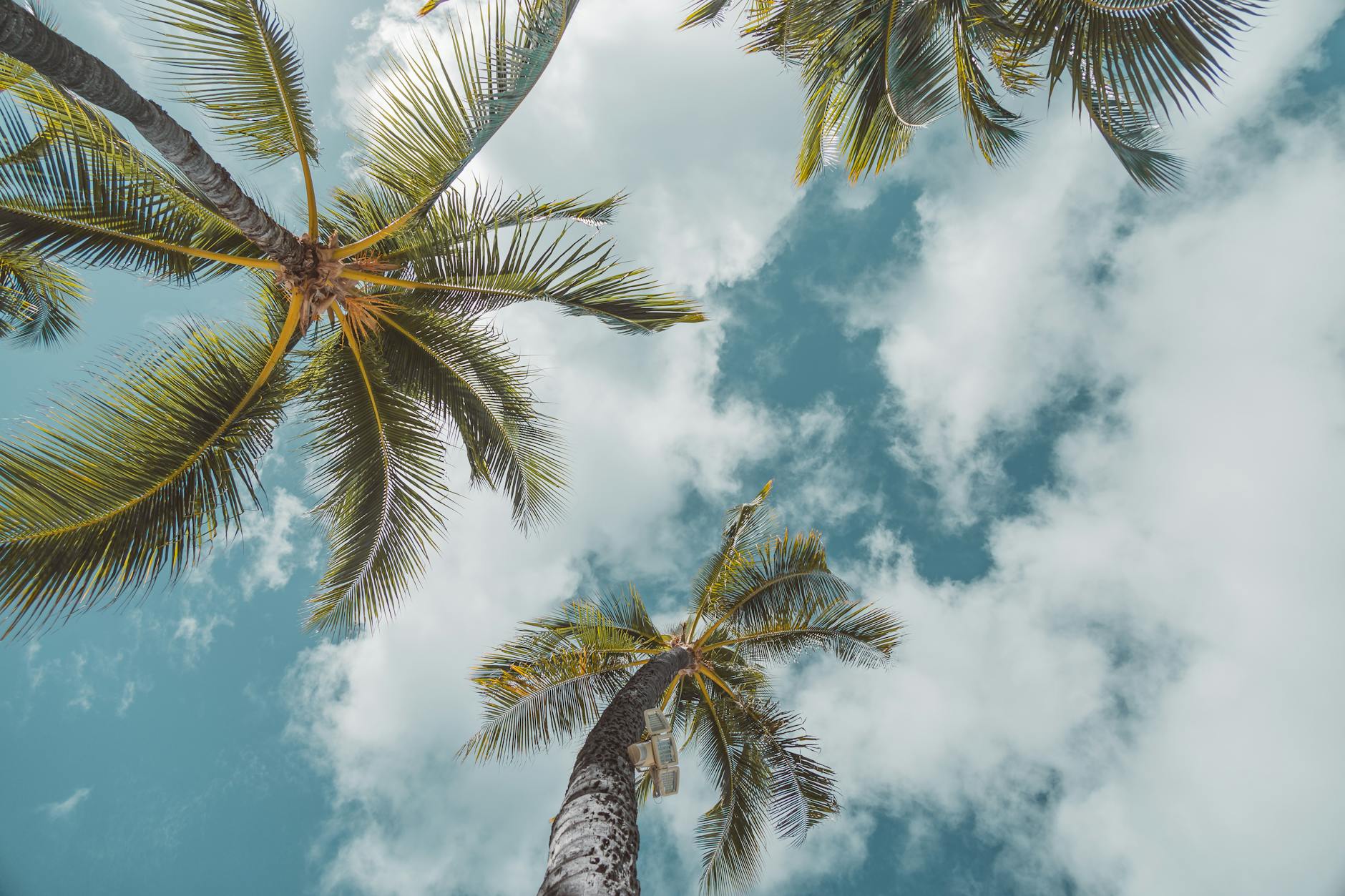 green palm tree under blue sky and white clouds